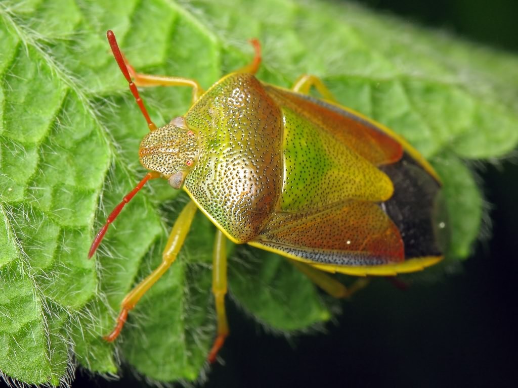 Piezodorus lituratus (Fabricius, 1794)